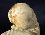 Otostoma retzii (NILSSON 1827) - Bild © FossNet FossilienStore